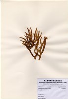 藏品(柏狀麒麟菜)的圖片